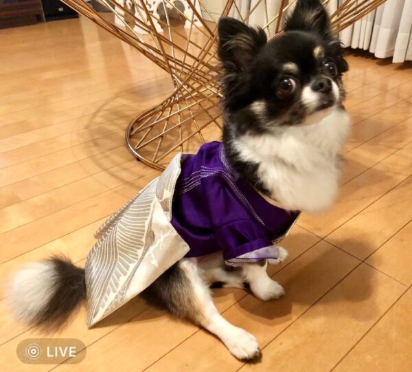 帯をペットの服